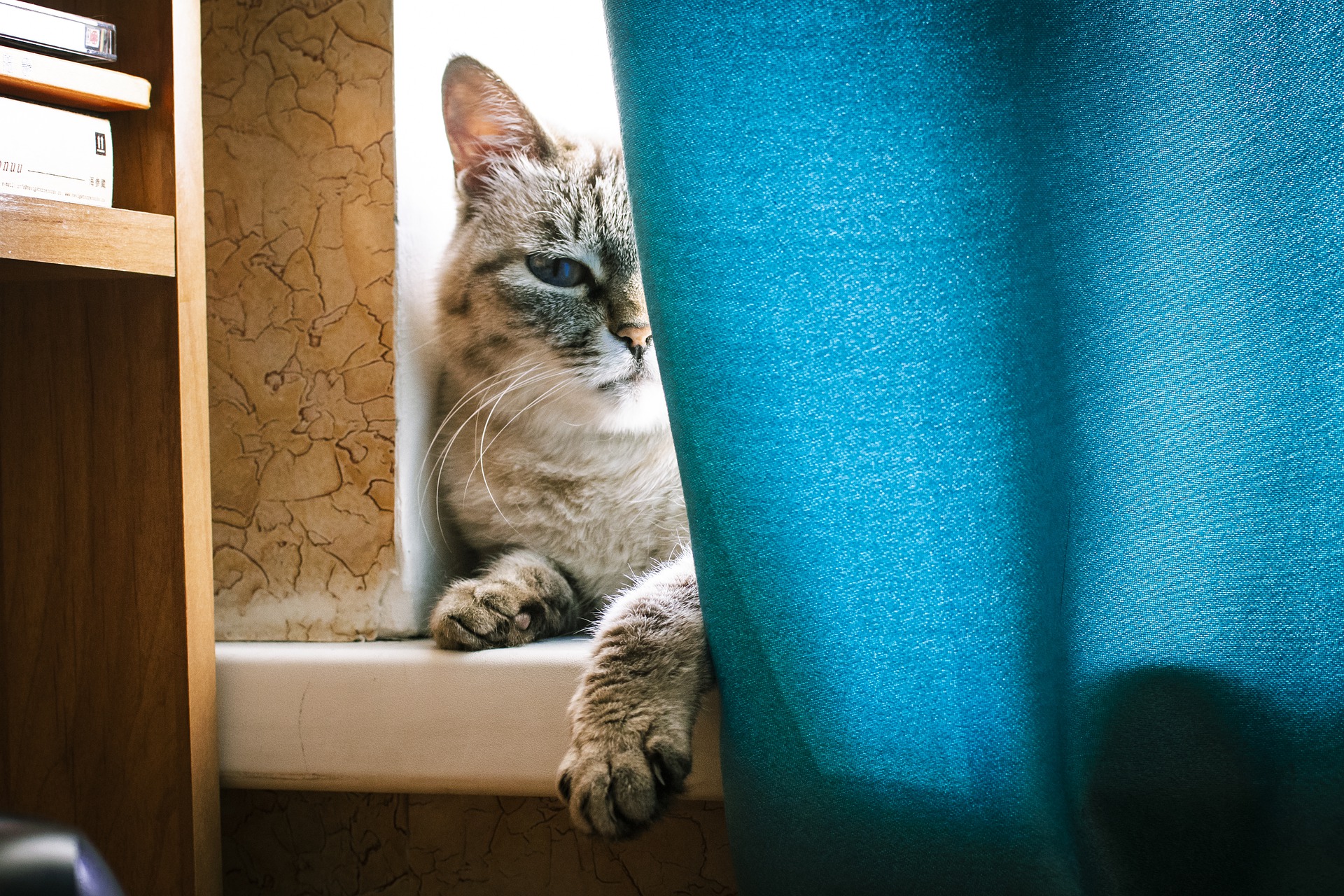 Вольеры для собак